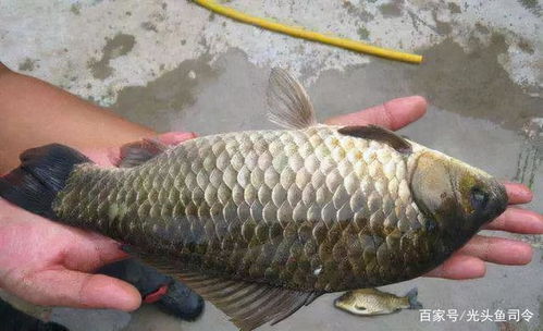 鲢鳙一般钓多深的水 钓鲢鳙找水层口诀