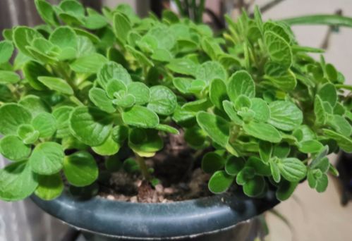 植物的灵性有多可怕 养植物跟人的气场有关