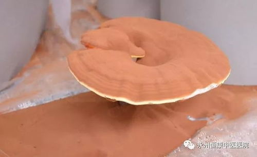 灵芝的十大功效 灵芝提高男性性功能吗