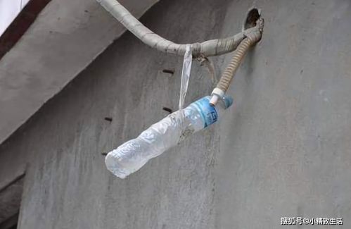 空调水到底能不能浇花 空调水浇花结果死掉了