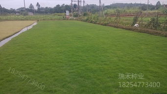 草坪寿命一般多少年 一斤草籽可以种多少平方