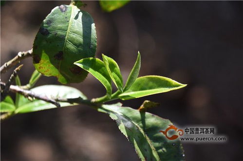 茶叶种子怎么种才能发芽 茶树种子泡水几天能发芽