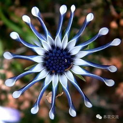 龟甲龙多久浇水一次 新种龟甲龙几天浇水